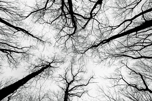 Canopy of barren trees seen from ground level.